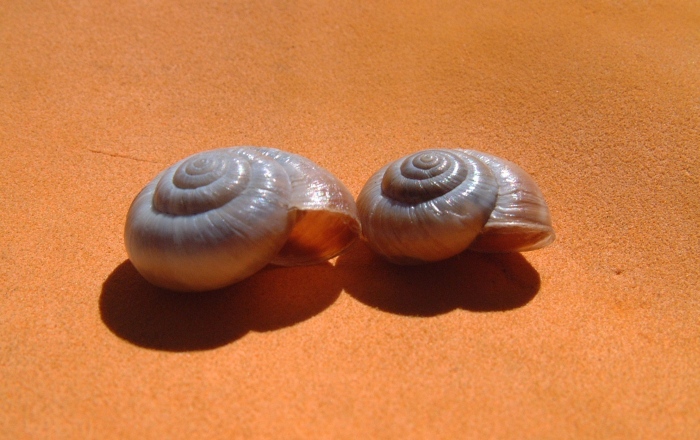 monacha cantiana?